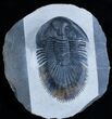 Large Thysanopeltis Trilobite - Premium Specimen #2957-1